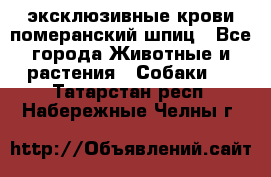 эксклюзивные крови-померанский шпиц - Все города Животные и растения » Собаки   . Татарстан респ.,Набережные Челны г.